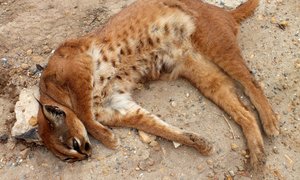 Jammerte oor Rooikat